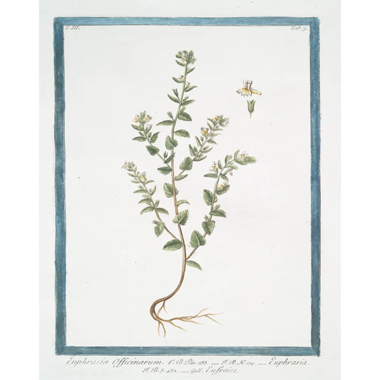 White Floral Buds Print - 18th Century