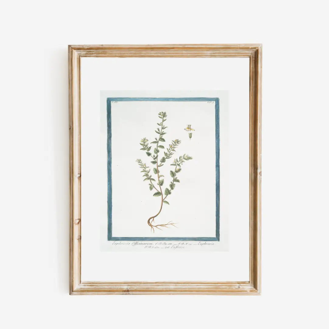 White Floral Buds Print - 18th Century