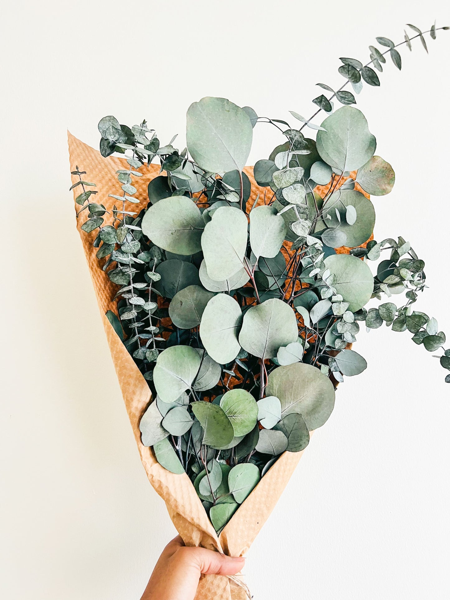Silver Dollar & Baby Eucalyptus Bundle